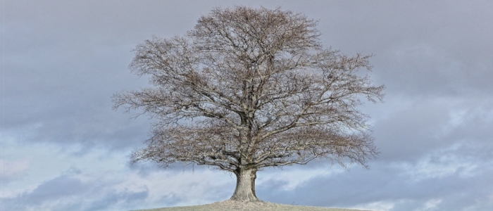 Tree in November